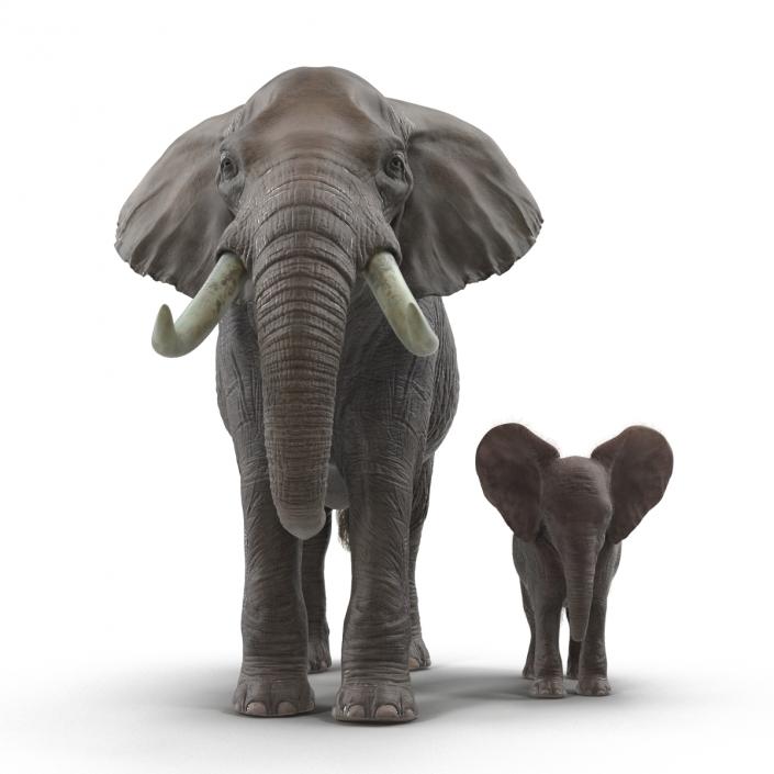 Elephants Rigged Collection 3D