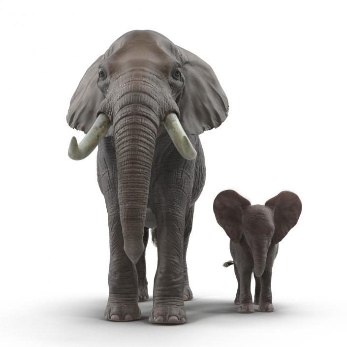 Elephants Rigged Collection 3D