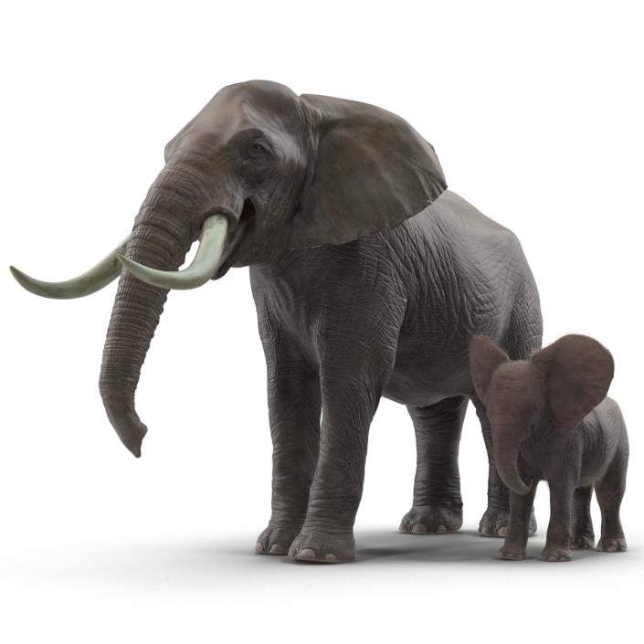 Elephants Rigged Collection 3D