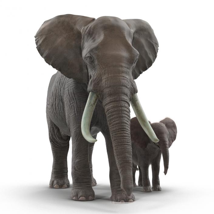 Elephants Rigged Collection 3D