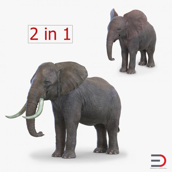 Elephants Collection 2 3D