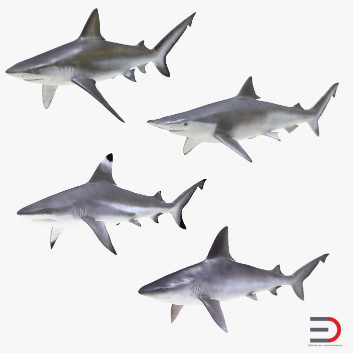 Sharks Collection 7 3D model