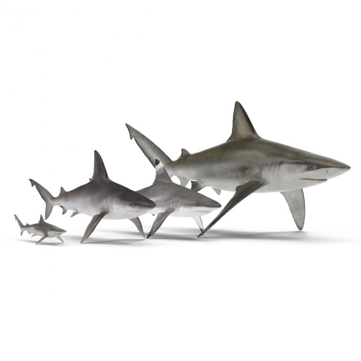 Sharks Collection 7 3D model