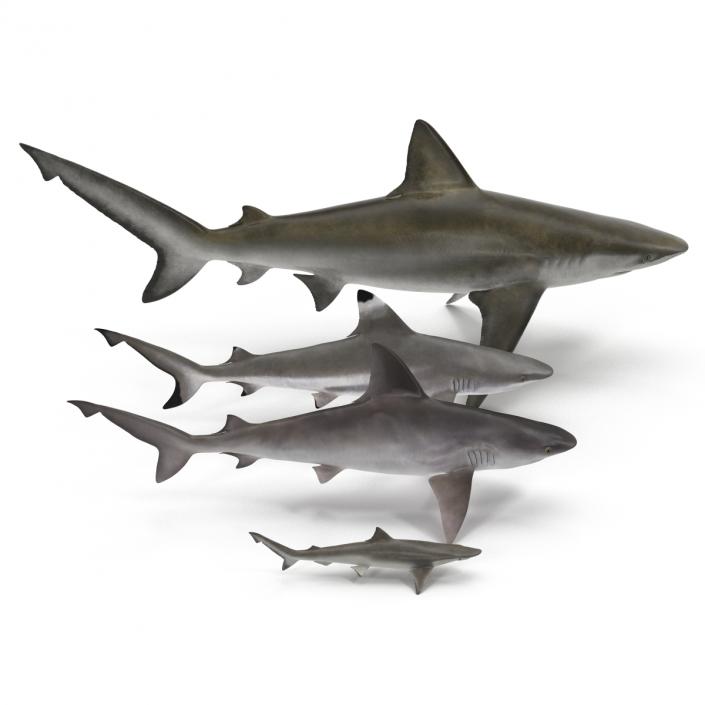 Sharks Collection 7 3D model