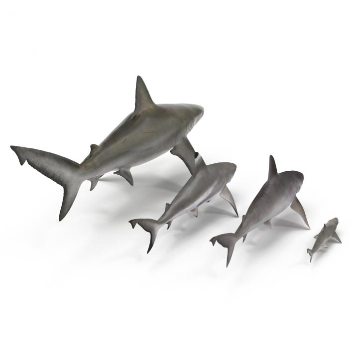 Sharks Collection 7 3D model