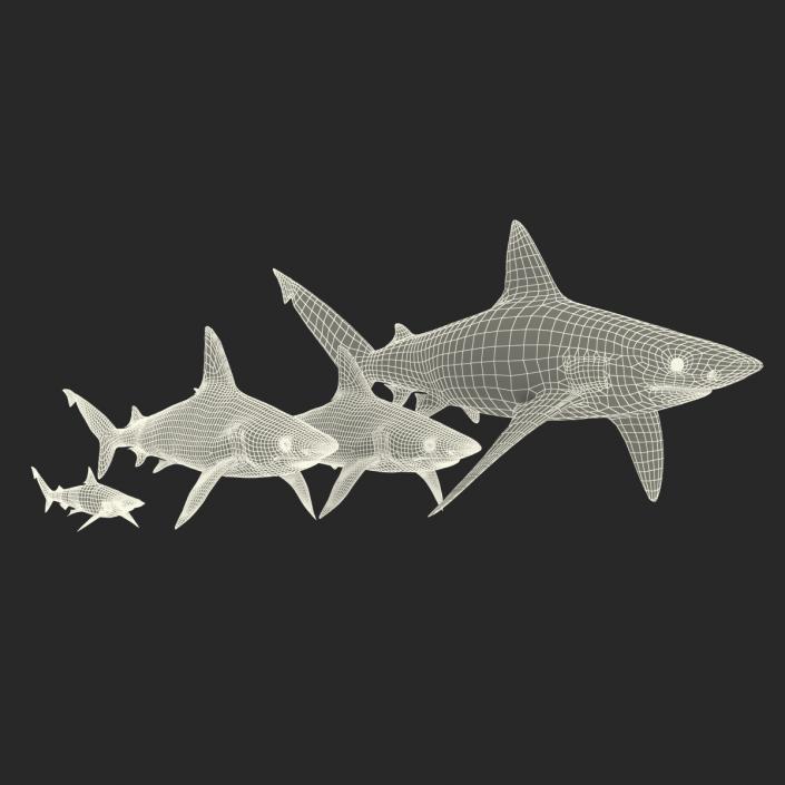 Sharks Collection 7 3D model