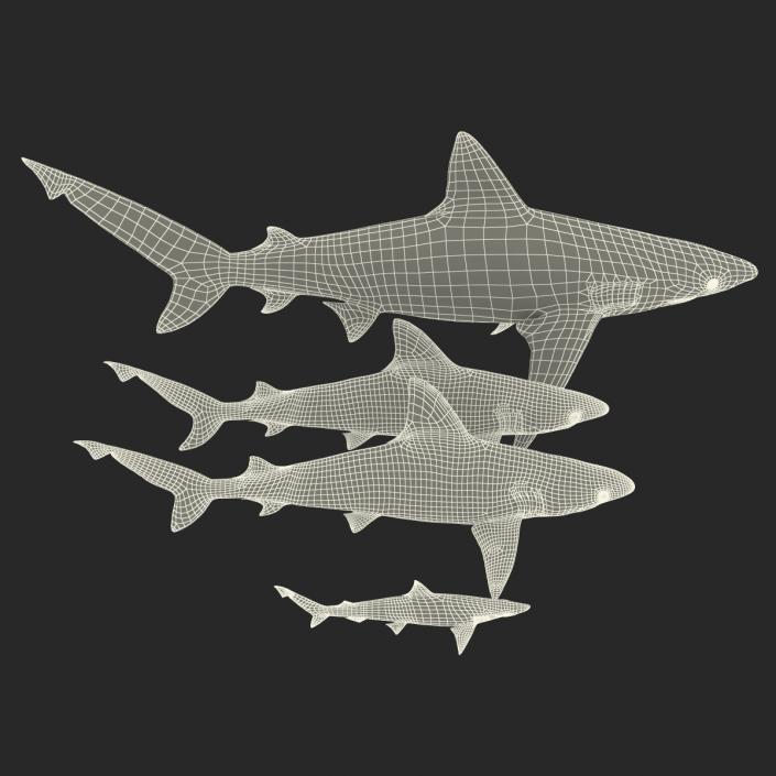 Sharks Collection 7 3D model