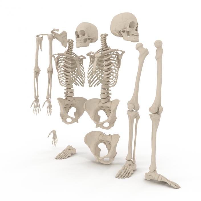 3D Female Skeleton Collection