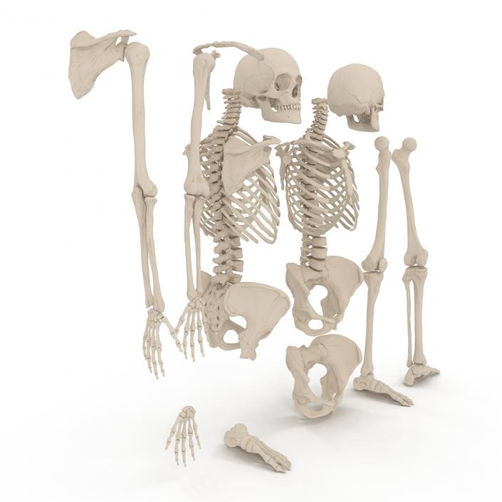 3D Female Skeleton Collection