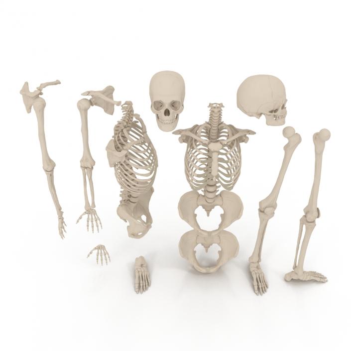 3D Female Skeleton Collection