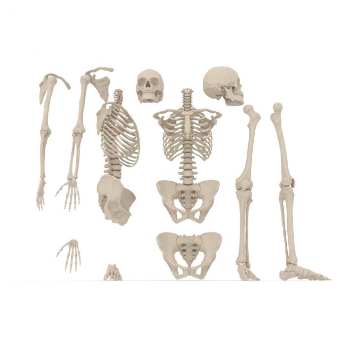 3D Female Skeleton Collection