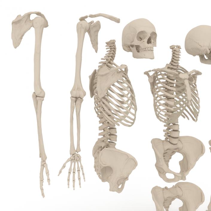 3D Female Skeleton Collection