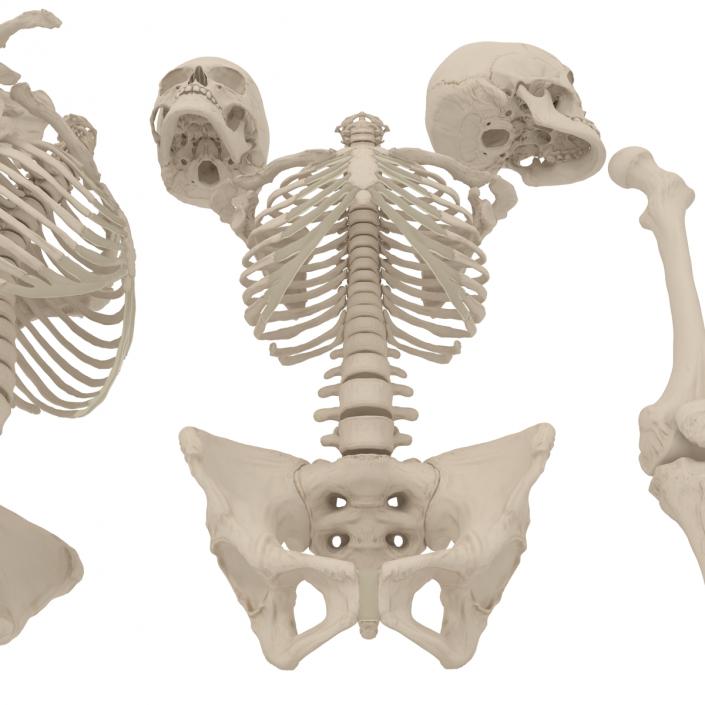 3D Female Skeleton Collection