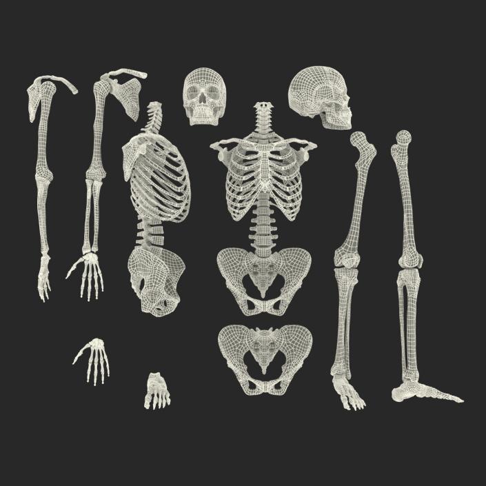 3D Female Skeleton Collection