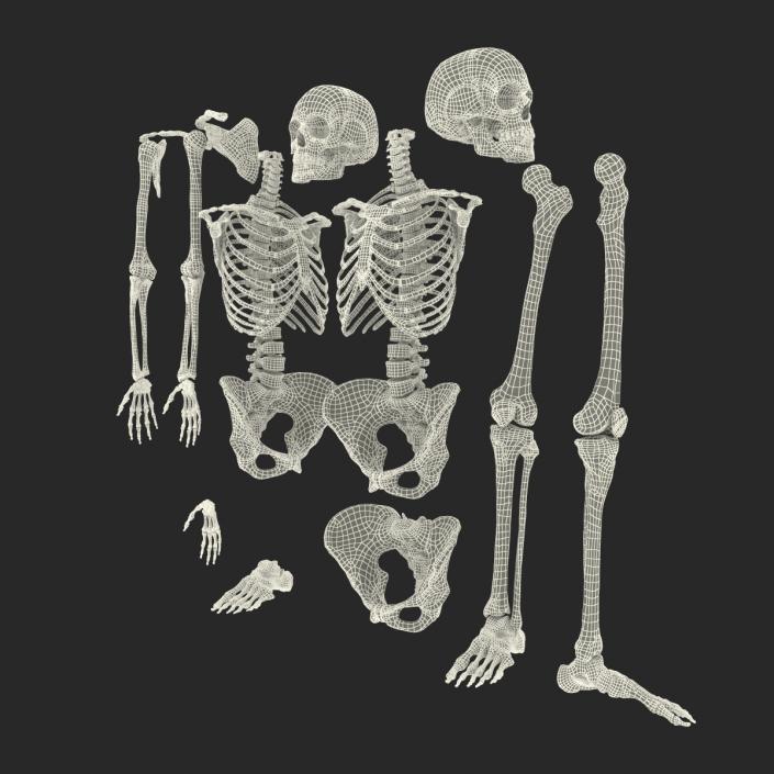 3D Female Skeleton Collection