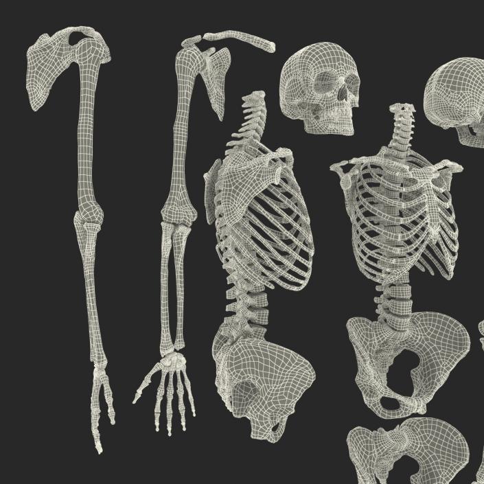 3D Female Skeleton Collection