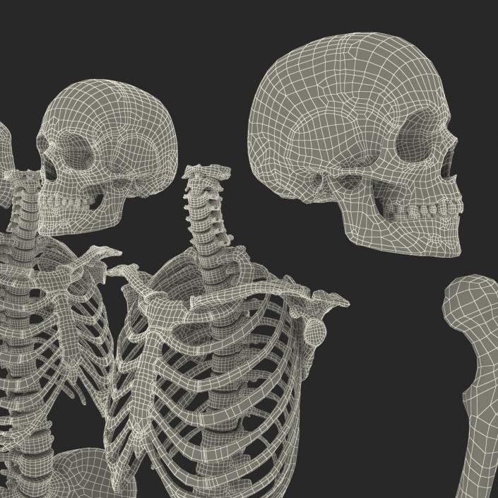 3D Female Skeleton Collection