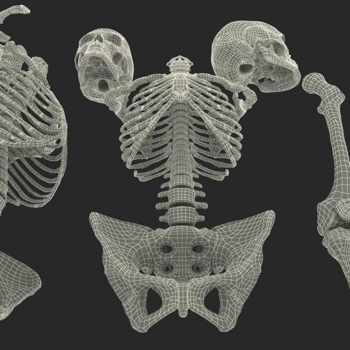 3D Female Skeleton Collection