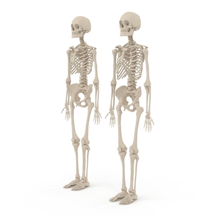 Human Male and Female Skeletons Collection 3D