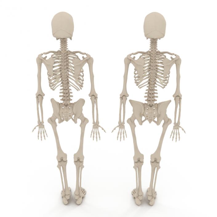 Human Male and Female Skeletons Collection 3D