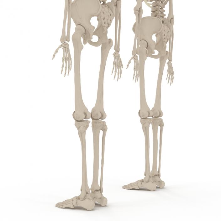 Human Male and Female Skeletons Collection 3D