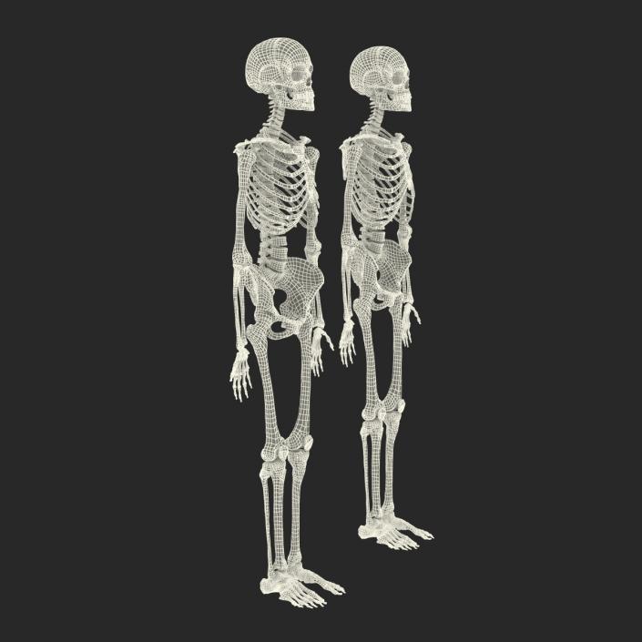 Human Male and Female Skeletons Collection 3D