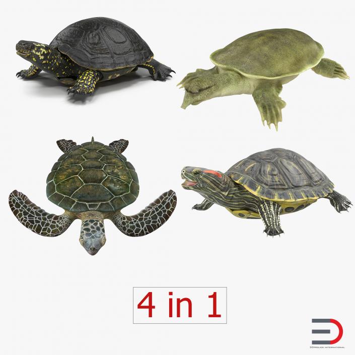 3D model Turtles 3D Models Collection 2