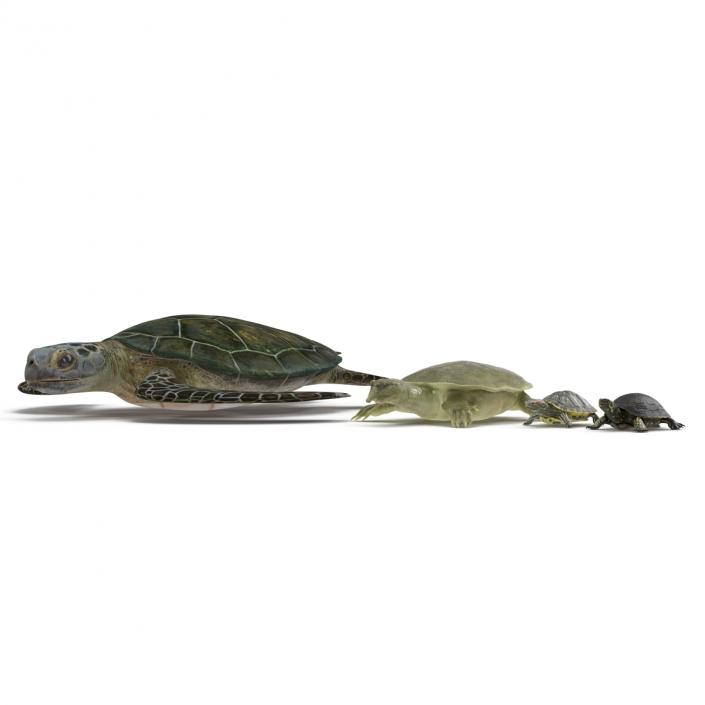 3D model Turtles 3D Models Collection 2