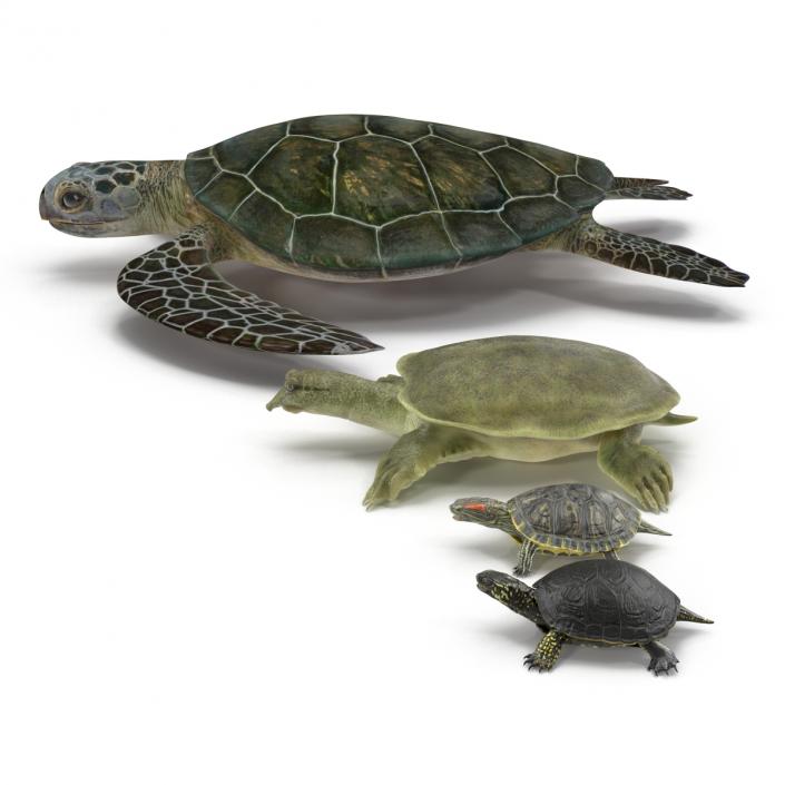 3D model Turtles 3D Models Collection 2