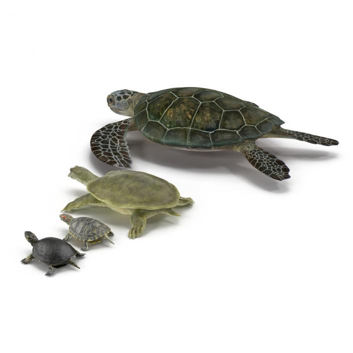 3D model Turtles 3D Models Collection 2