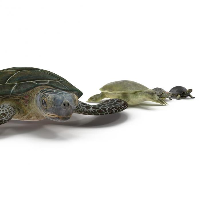 3D model Turtles 3D Models Collection 2