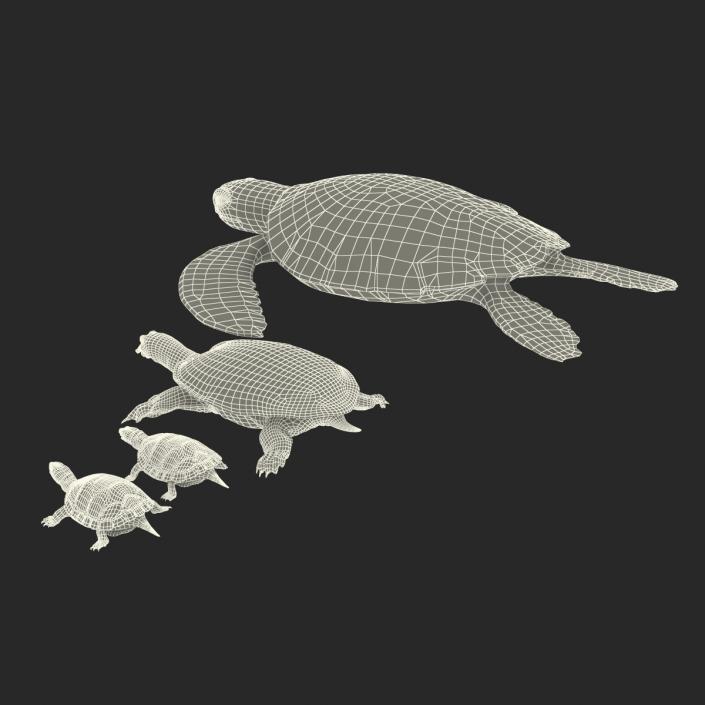 3D model Turtles 3D Models Collection 2