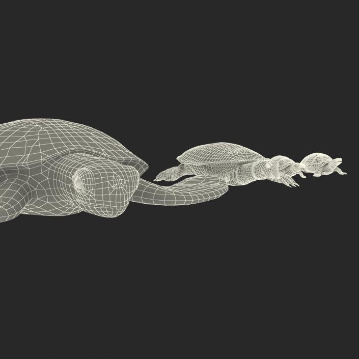 3D model Turtles 3D Models Collection 2