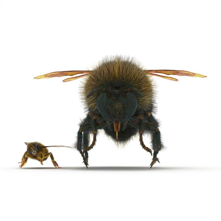 3D Bee and Bumblebee Collection model