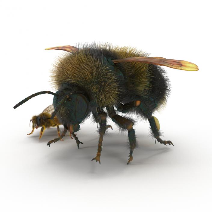 3D Bee and Bumblebee Collection model