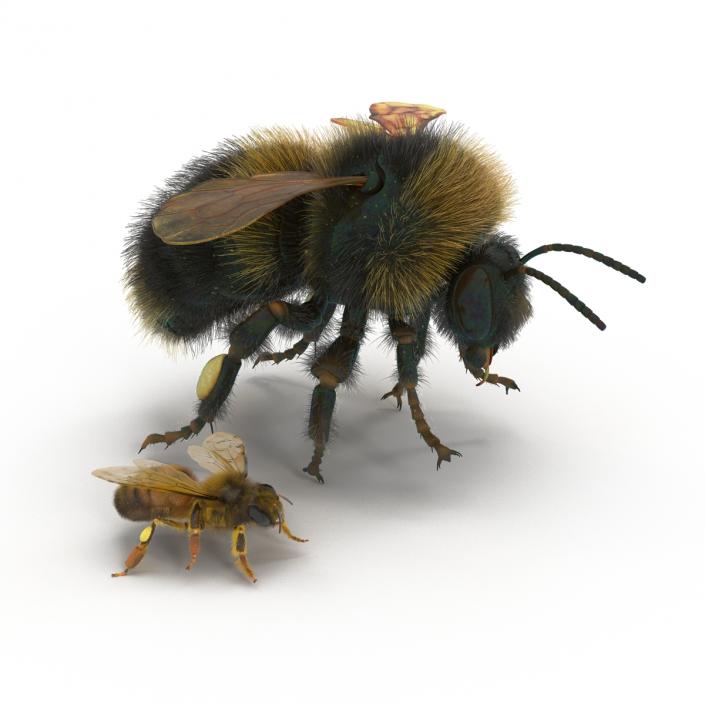 3D Bee and Bumblebee Collection model