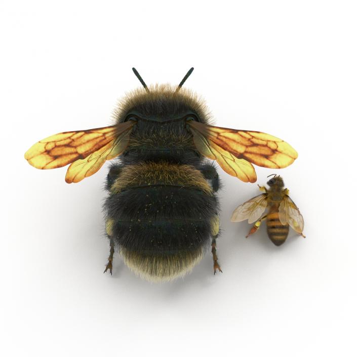 3D Bee and Bumblebee Collection model