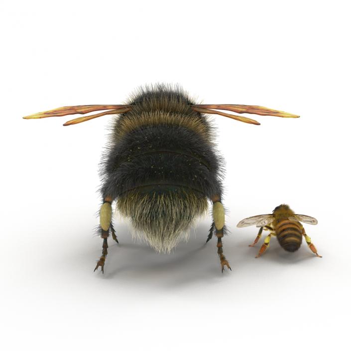 3D Bee and Bumblebee Collection model