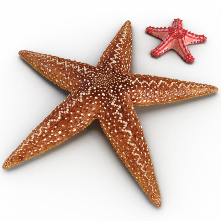 3D Starfishes Collection