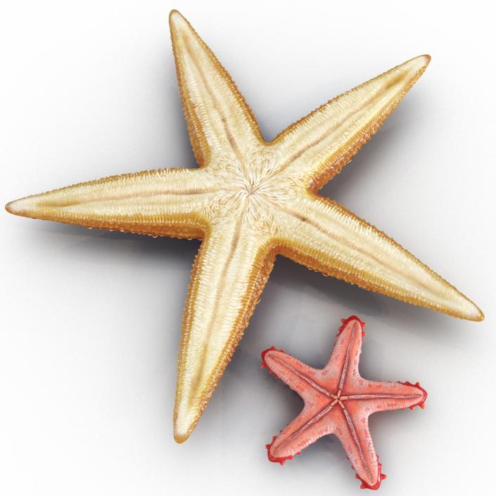 3D Starfishes Collection