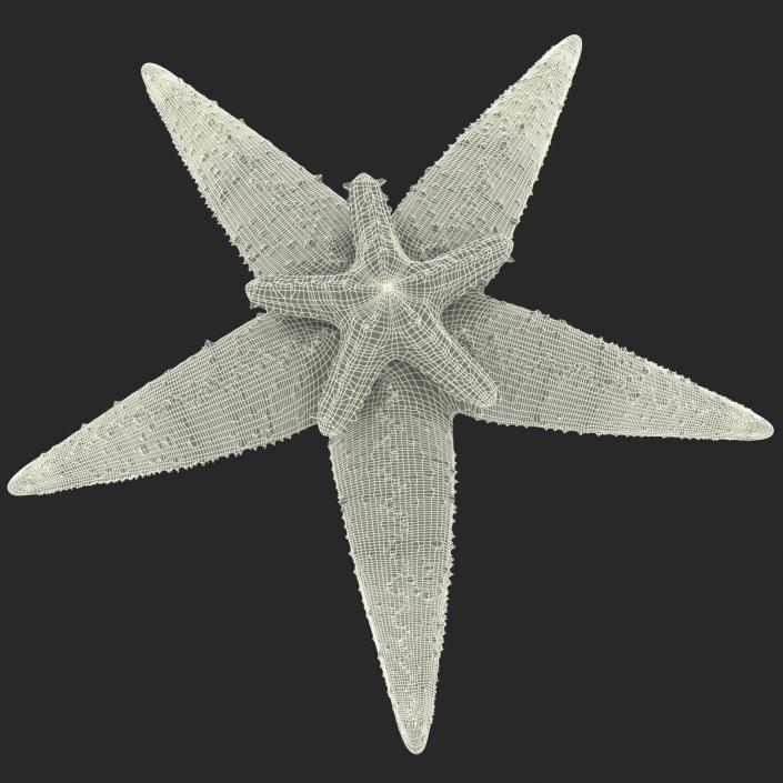 3D Starfishes Collection