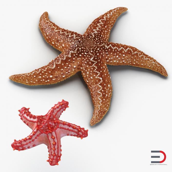 3D Rigged Starfishes Collection model