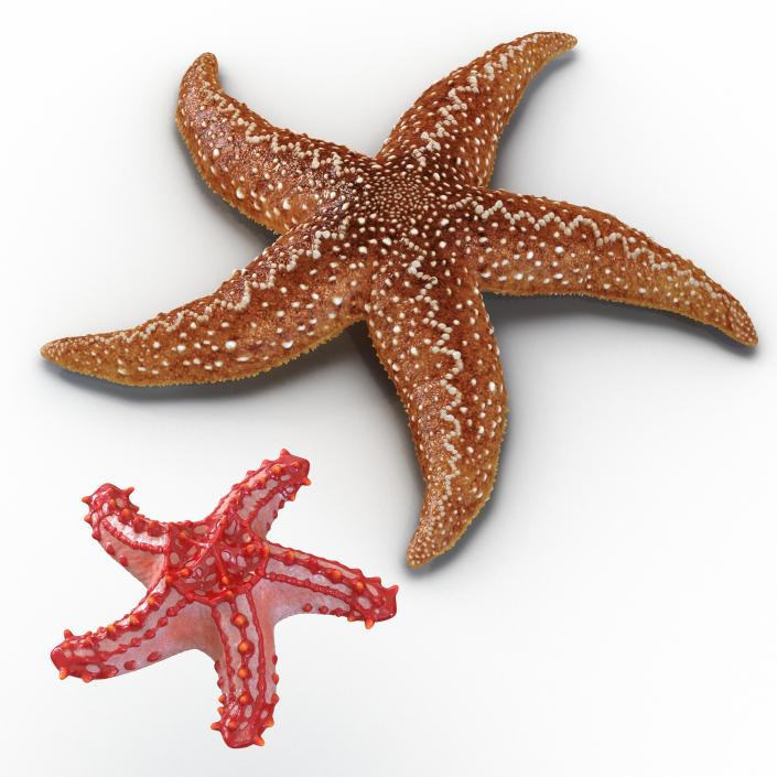 3D Rigged Starfishes Collection model