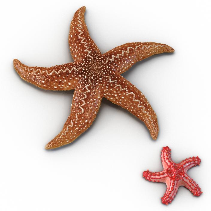 3D Rigged Starfishes Collection model