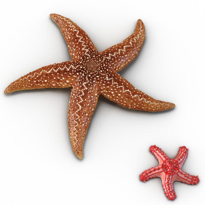 3D Rigged Starfishes Collection model