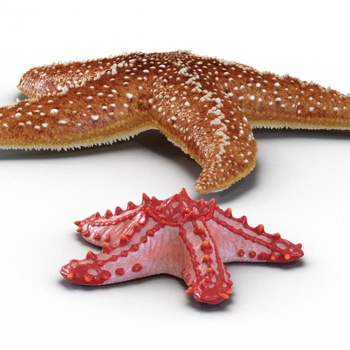 3D Rigged Starfishes Collection model