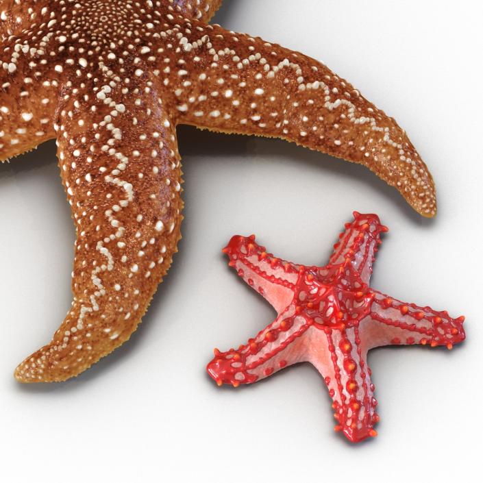 3D Rigged Starfishes Collection model