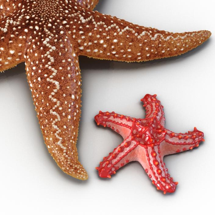 3D Rigged Starfishes Collection model