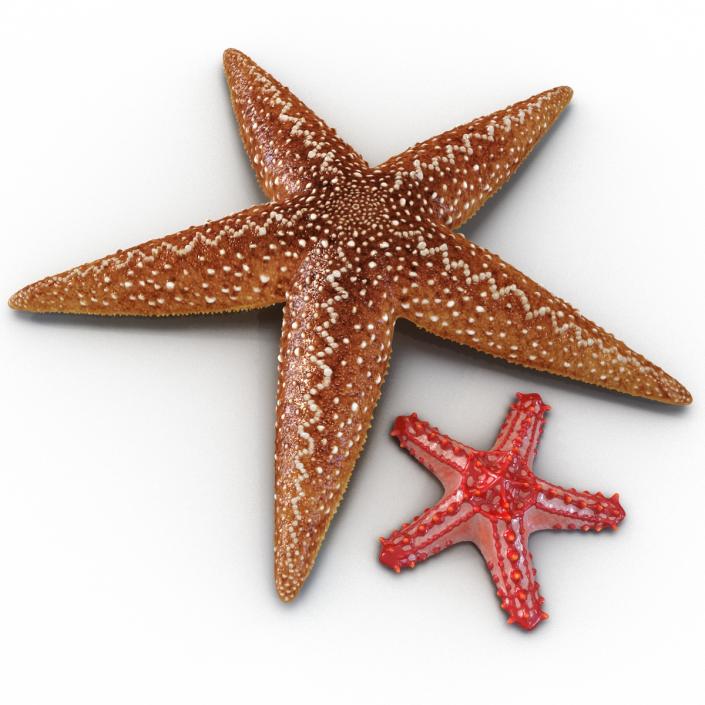 3D Rigged Starfishes Collection model