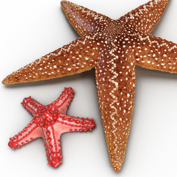 3D Rigged Starfishes Collection model